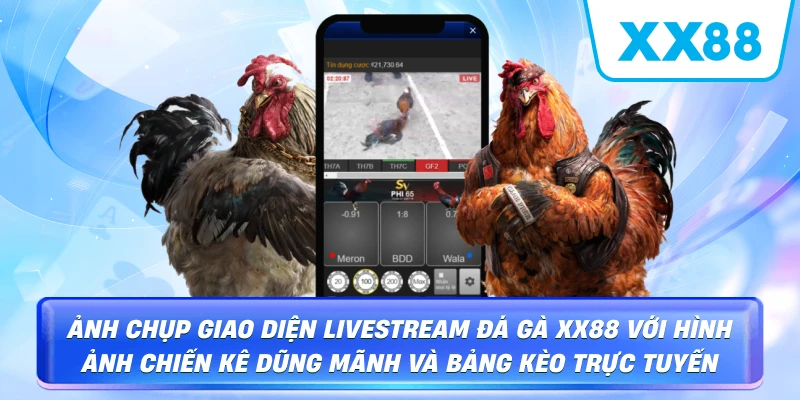 Minh họa màn hình phát trận đá gà cùng thông tin trận và tỷ lệ